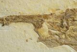 Rare Fossil Bird (Gallinuloides) - Green River Formation #311827-4